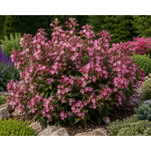Vajgela kvetnatá (Weigela florida) ‘PICOBELLA ROSA’® - výška 10-15 cm, kont. C2L
